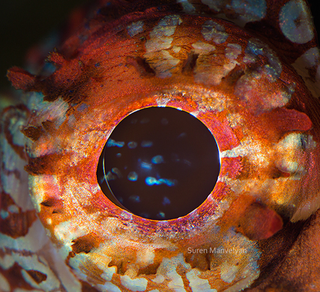 Illustration for article titled The eyes of animals look a lot like alien worlds